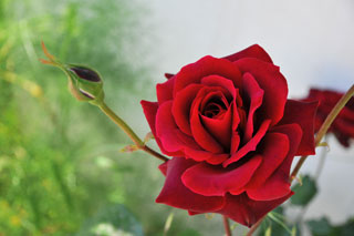 Segeln in Griechenland 2009 - Ionisches Meer - Dr. Theodor Yemenis - Sail and Dive Adventures