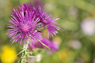 Segeln in Griechenland 2009 - Ionisches Meer - Dr. Theodor Yemenis - Sail and Dive Adventures
