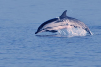 Delfine Griechenland 2009