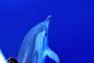 Delfine in Griechenland