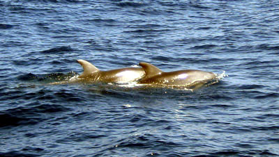 Mallorca 2008 - SKS - Segeln und Tauchen - Dr. Theodor Yemenis