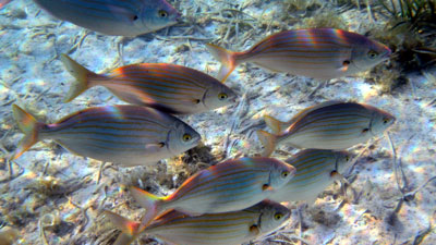 Mallorca 2008 - SKS - Segeln und Tauchen - Dr. Theodor Yemenis