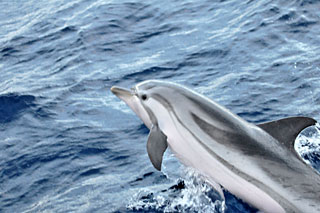 Delfinie in Griechenland 2009